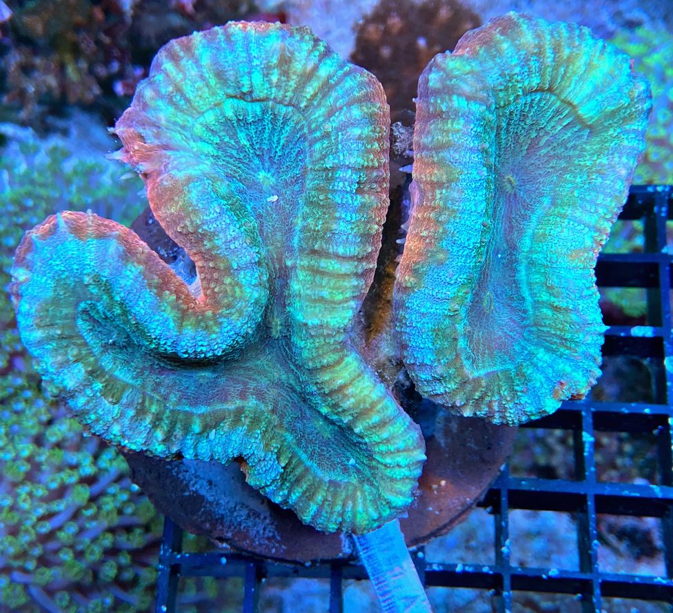 Lobophyllia hemprichii -  Doldenkoralle - Tricolor WYSIWYG 136