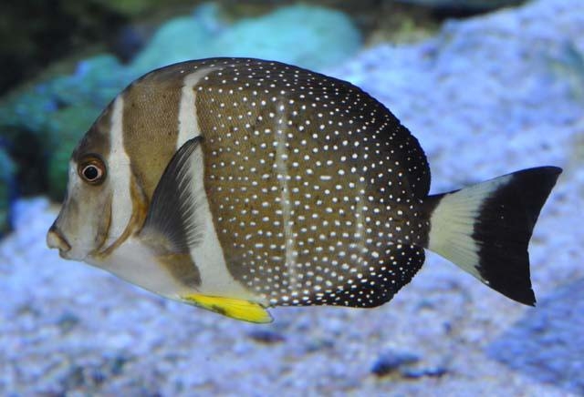 Acanthurus guttatus - Brandungs Doktorfisch