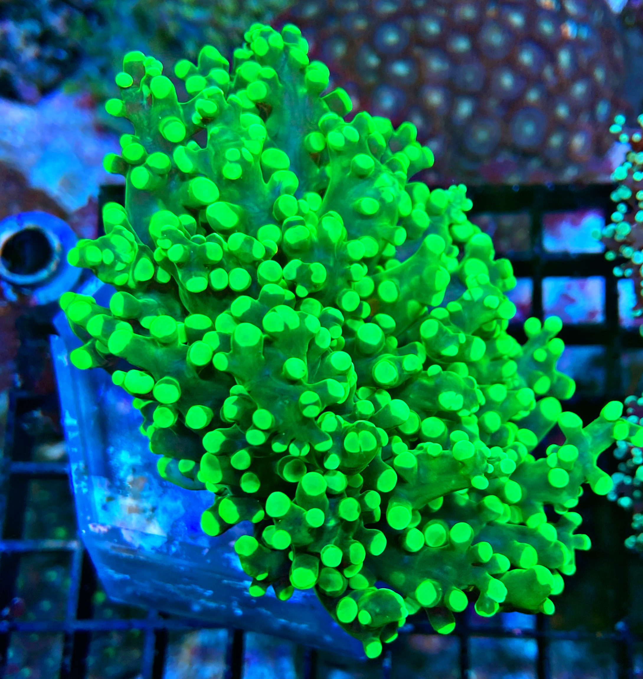 Euphyllia Divisa - Ultra neon green  WYSIWYG 199