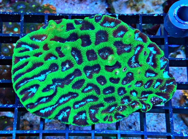 Platygyra spec.- Steinkoralle WYSIWYG3 - Multicolor Ultra
