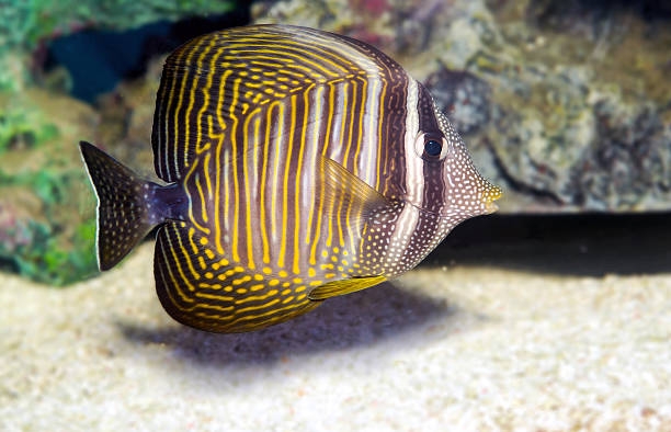 Zebrasoma desjardinii - Indischer Segelflossen-Doktorfisch