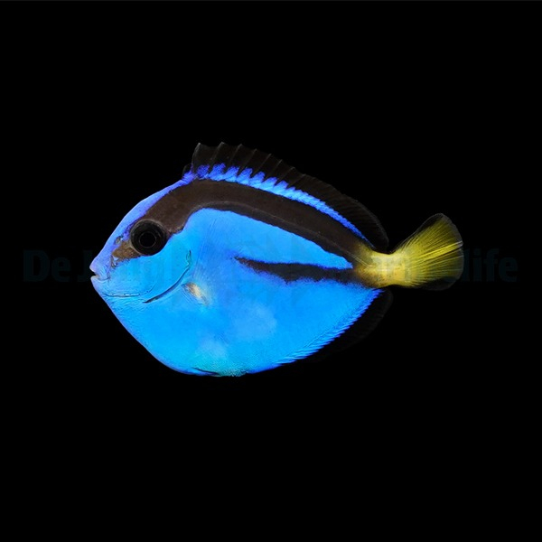 Paracanthurus hepatus Paletten-Doktorfisch NZ