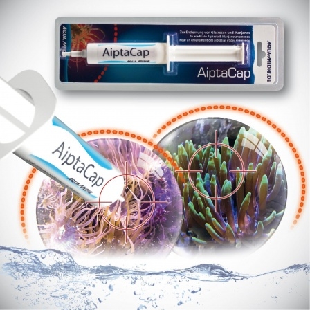 Aqua Medic - AiptaCap - Zur Entfernung von Glasrosen und Manjanos Aqua Medic - AiptaCap - Zur Entfernung von Glasrosen und Manjanos