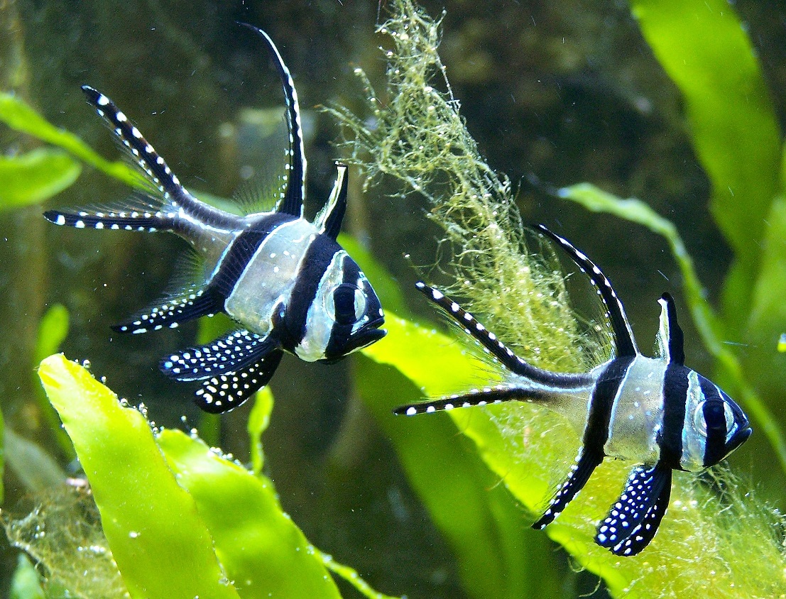 Pterapogon kauderni Banggai Kardinalbarsch