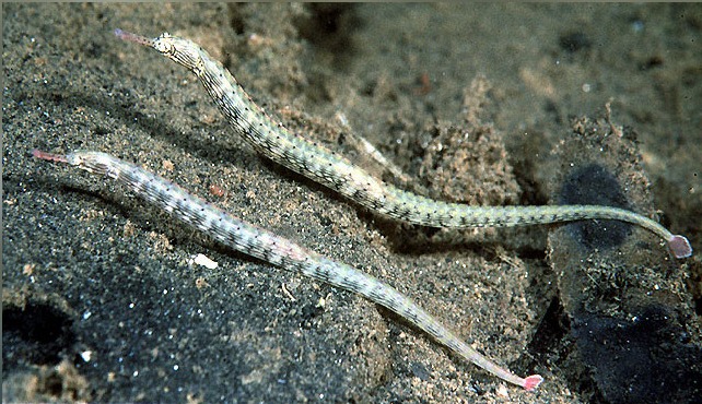 Corythoichthys intestinalis: Drachenkopf-Seenadel