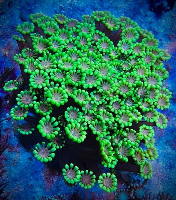 Alveopora gigas - Margeritenkoralle -Special green Color - WYSIWYG 113d
