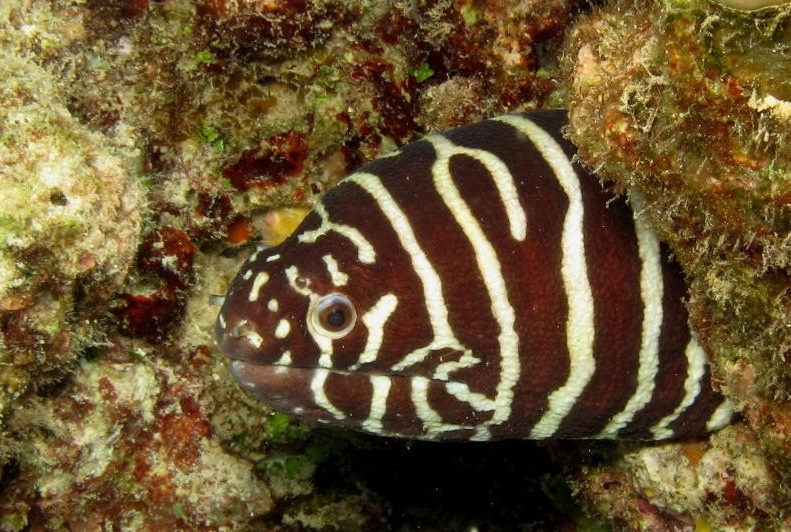 Muräne Gymnomuraena zebra - Zebramuräne