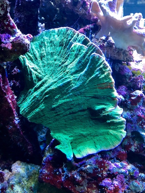 Montipora foliosa - Ultra Green Table
