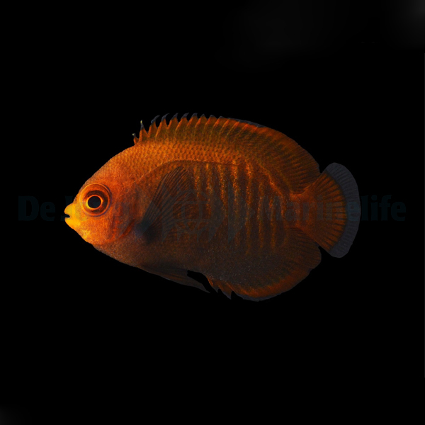 Kaiserfisch Centropyge aurantia - NZ - Gr. S