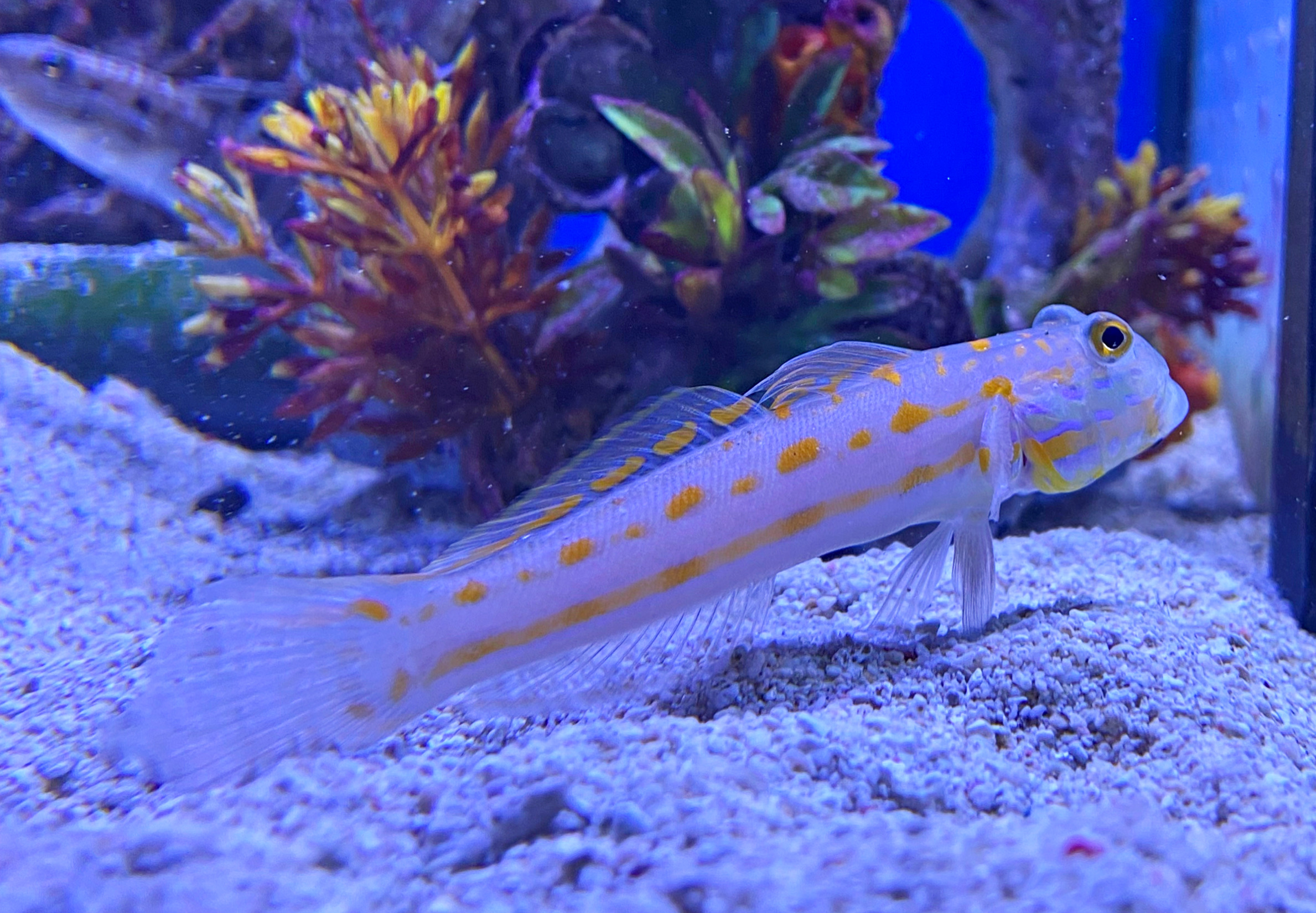 Valenciennea puellaris Maiden-Schläfergrundel