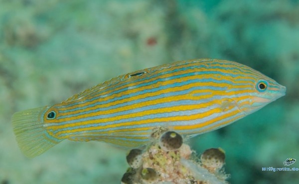 Halichoeres melanurus juvenil Regenbogenlippfisch - Female