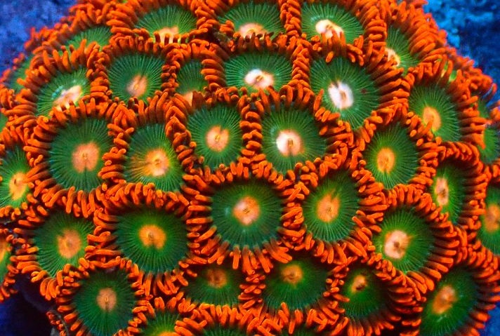 Zoanthus-sp. "Gatorate" Krustenanemonen 