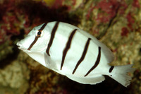 Doktorfisch Acanthurus triostegus  Gitter-Doktorfisch