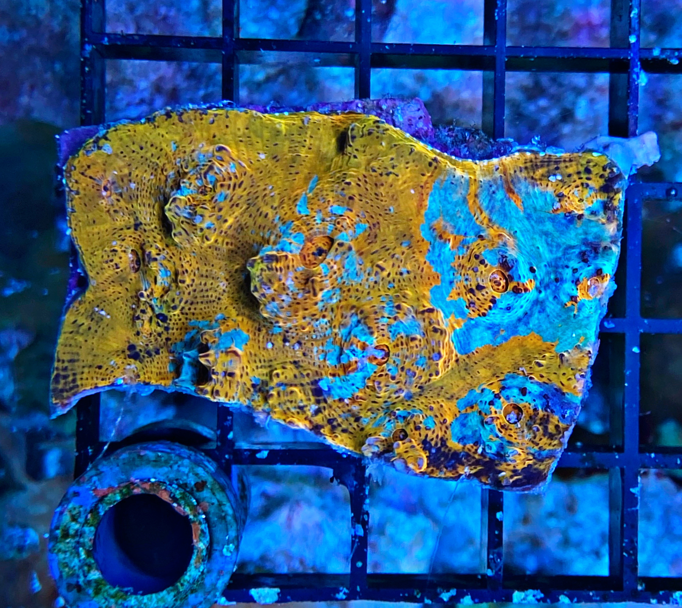Echinophyllia sp. Chalice Coral Ultra - WYSIWYG E3