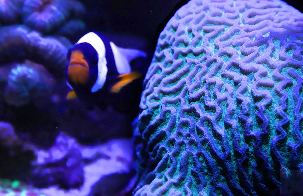 Red Sea Reef LED 90 Red Sea Reef LED 90