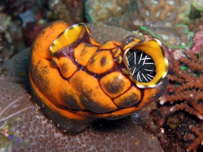 Polycarpa aurata - Goldseescheide