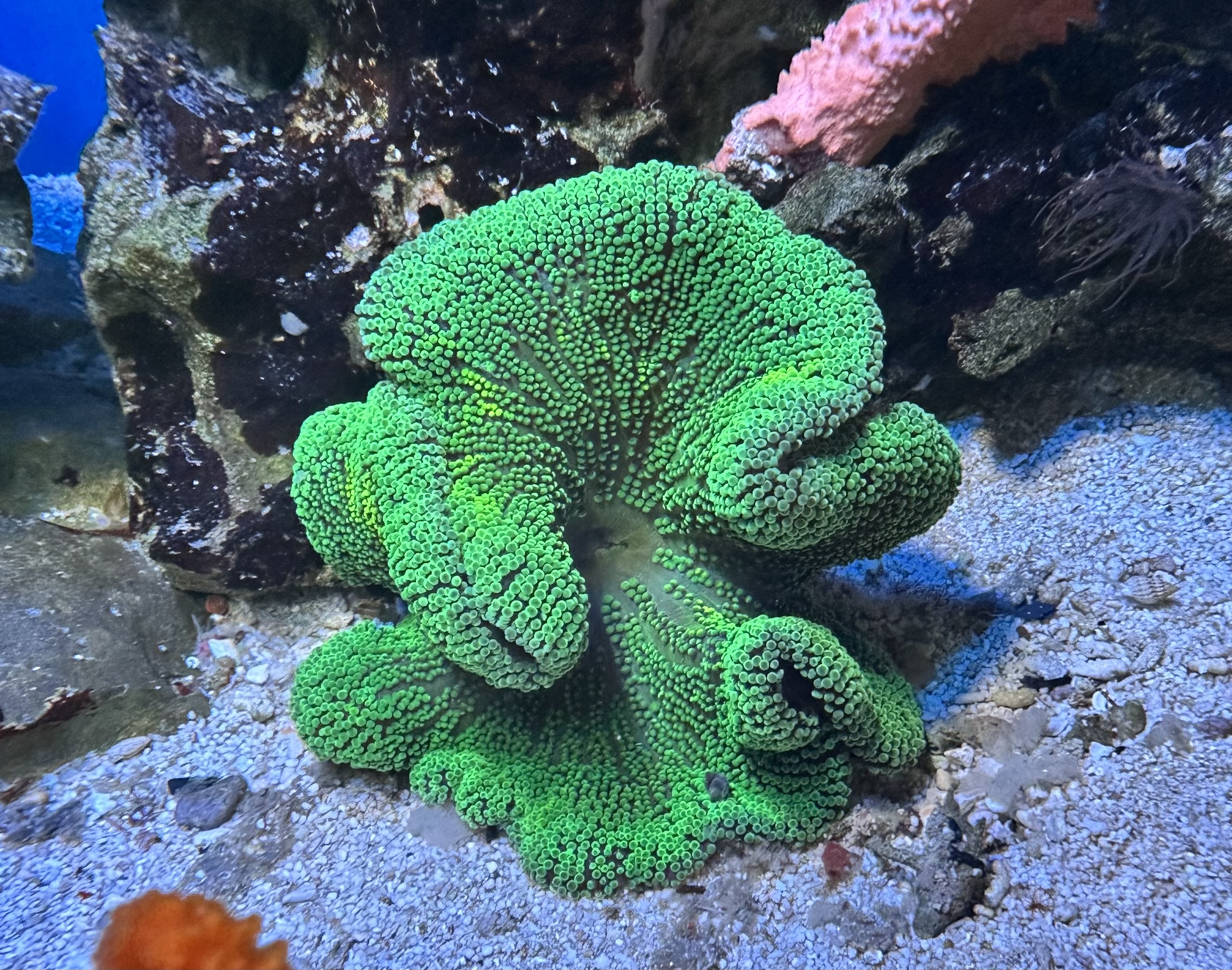 Stichodactyla haddoni - Teppichanemone - Dark Green WYSIWYG