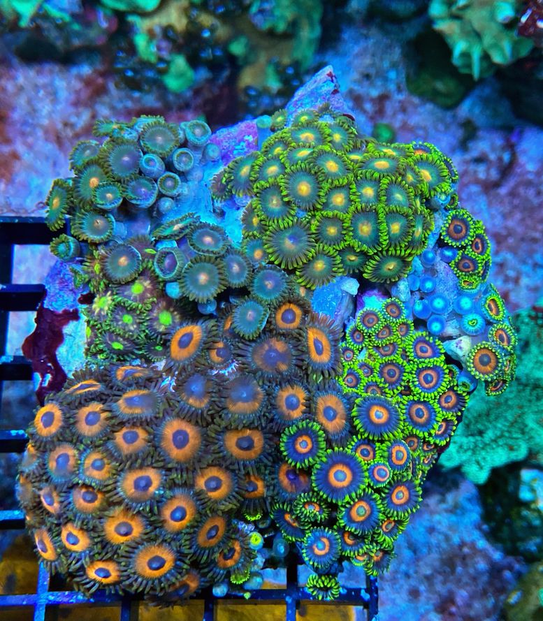 Zoanthus - Signature Zoa Garden3 - Multi Color - WYSIWYG 