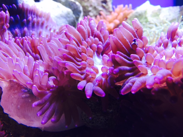 Heteractis crispa Lederanemone - Purple Color