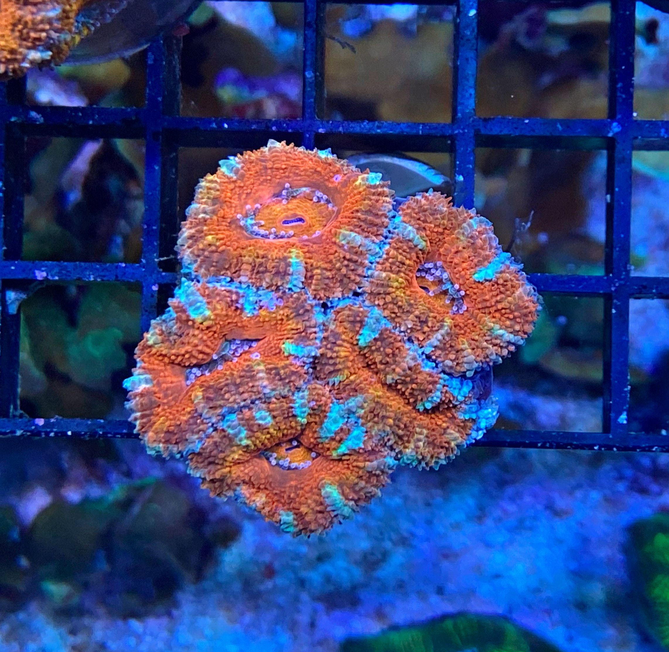 Acanthastrea lordhowensis - Großpolypige Steinkoralle - tri-color - WYSIWYG 177