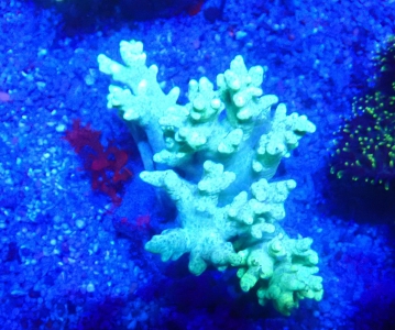 Fingerlederkoralle  Sinularia Flexibilis - Ultra green - AustralienWYSIWYG 67