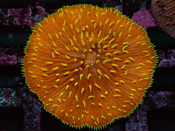 Fungia repanda - Plattenkoralle - orange yellow tentacle - WYSIWYG141