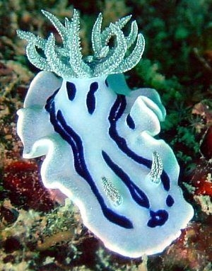 Chromodoris willani - Nacktschnecke