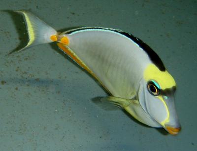 Doktorfisch Naso lituratus M