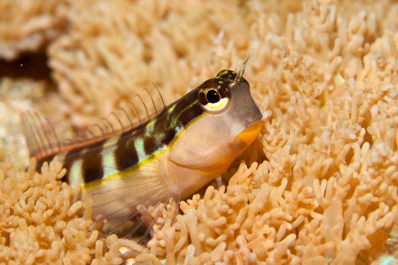 Ecsenius lineatus Gestreifter Blenny