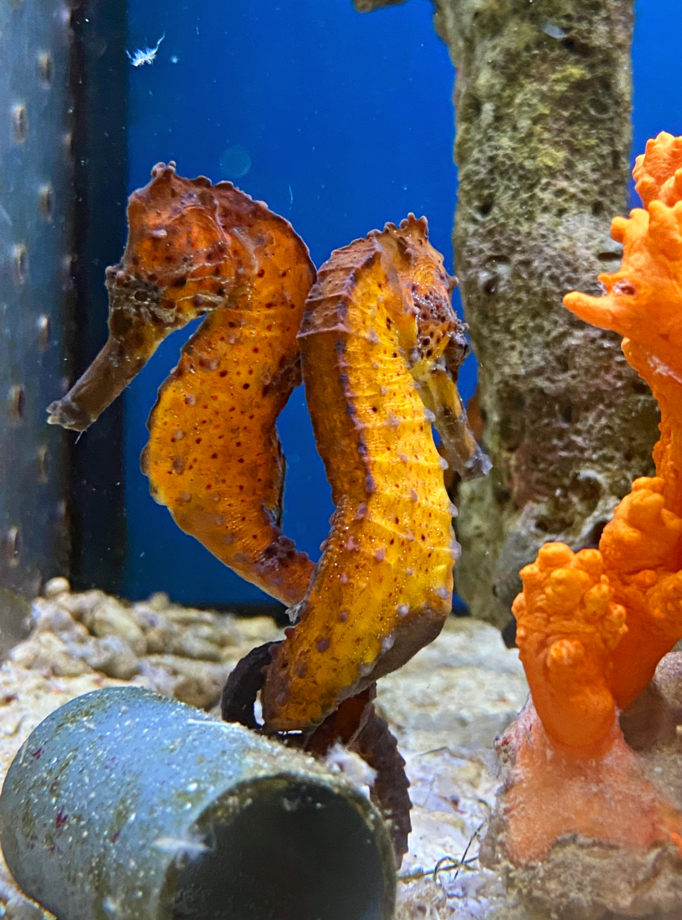 Hippocampus kuda: Langschnäuziges Seepferdchen Color Orangeish - PAAR  NZ