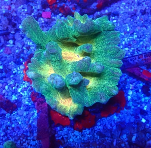 Pectinia paeonia - Kamm-Koralle - WYSIWYG 228