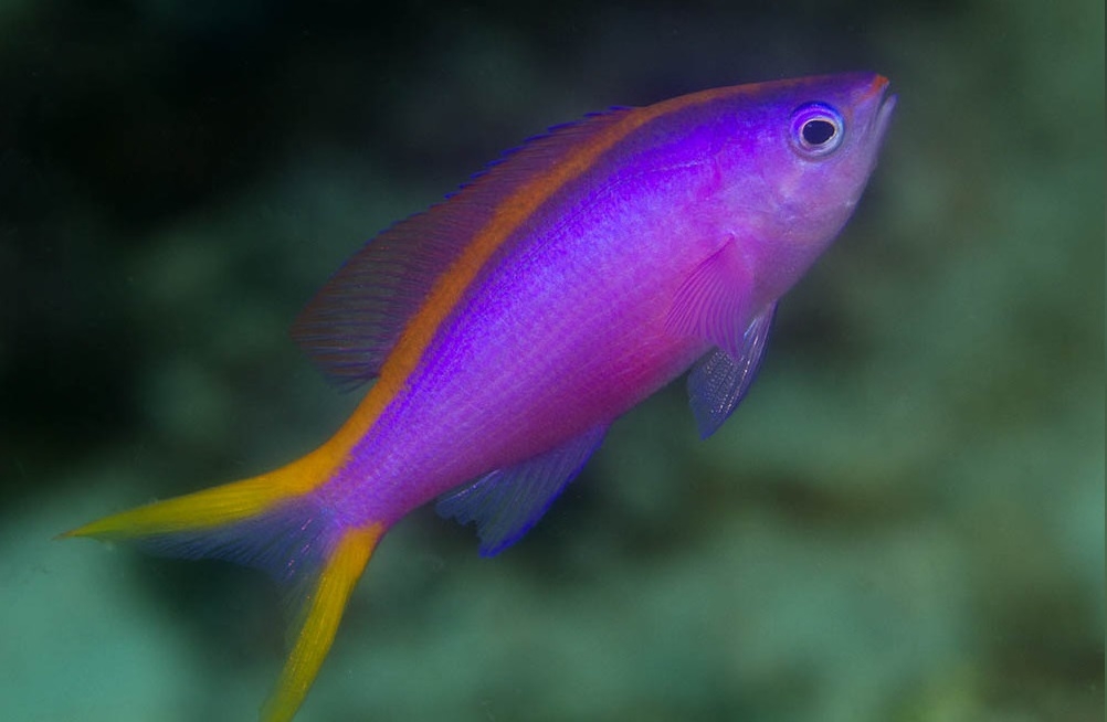 Pseudanthias Tuka Weibchen