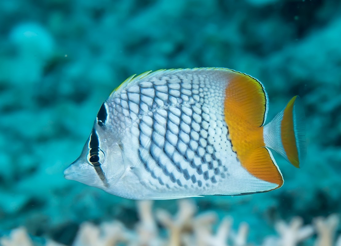 Chaetodon xanthurus Gitter Orangen-Falterfisch