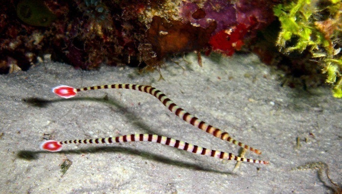 Dunckerocampus dactyliophorus  Zebra – Seenadel