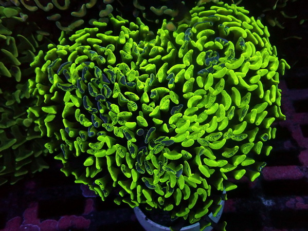 Euphyllia ancora - Hammerkoraller  - WYSIWYG 195 - tattooed