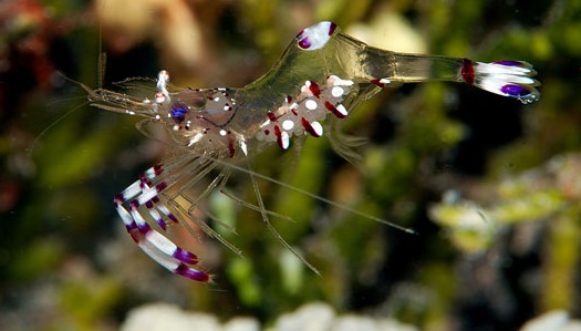 Ancylomenes sp. Anemonen-Garnele