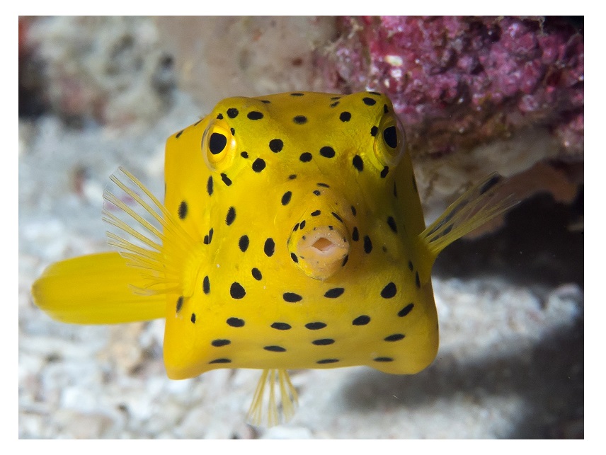 Ostracion cubicus Gewöhnlicher Kofferfisch 