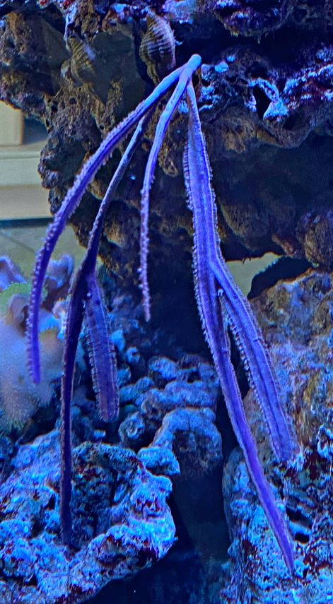 Pterogorgia guadalupensis Messergorgonie