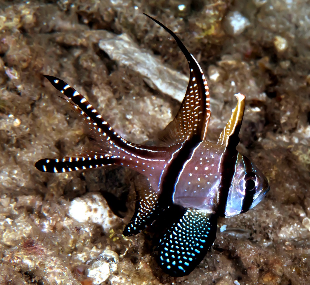 Pterapogon kauderni Banggai Kardinalbarsch