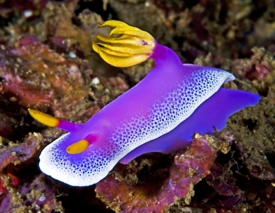 Hypselodoris apolegma/ bullockii - Lila-Prachtsternschnecke