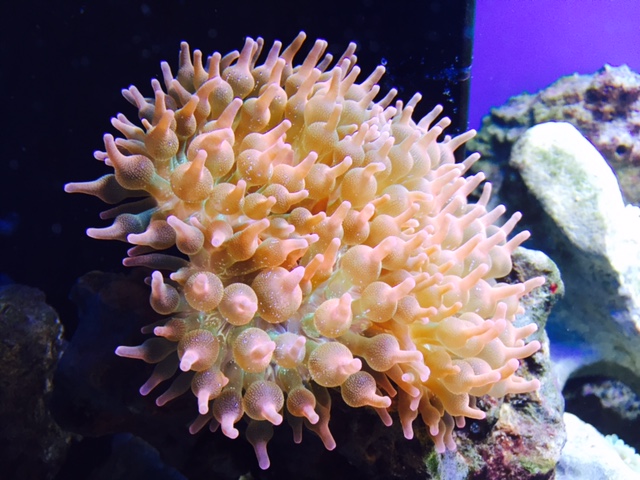 Entacmaea quadricolor Blasenanemone Red Color