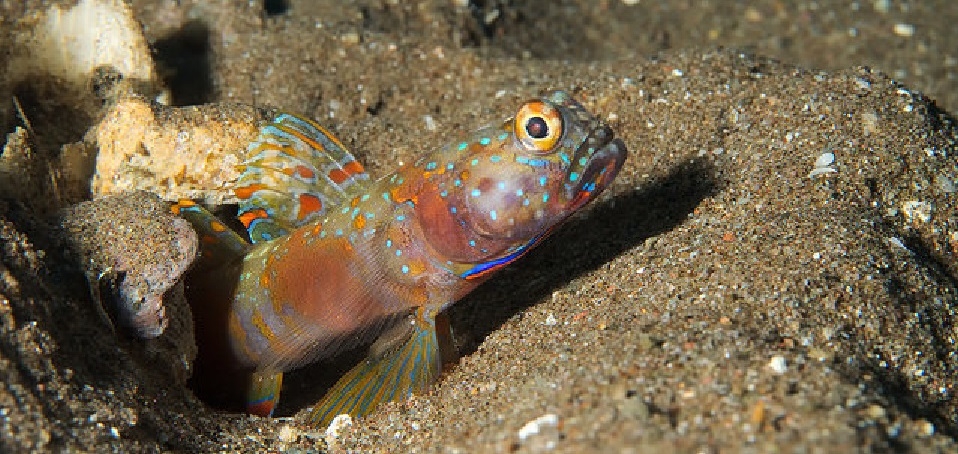 Amblyeleotris latifasciata Weißstreifen Wächtergrundel