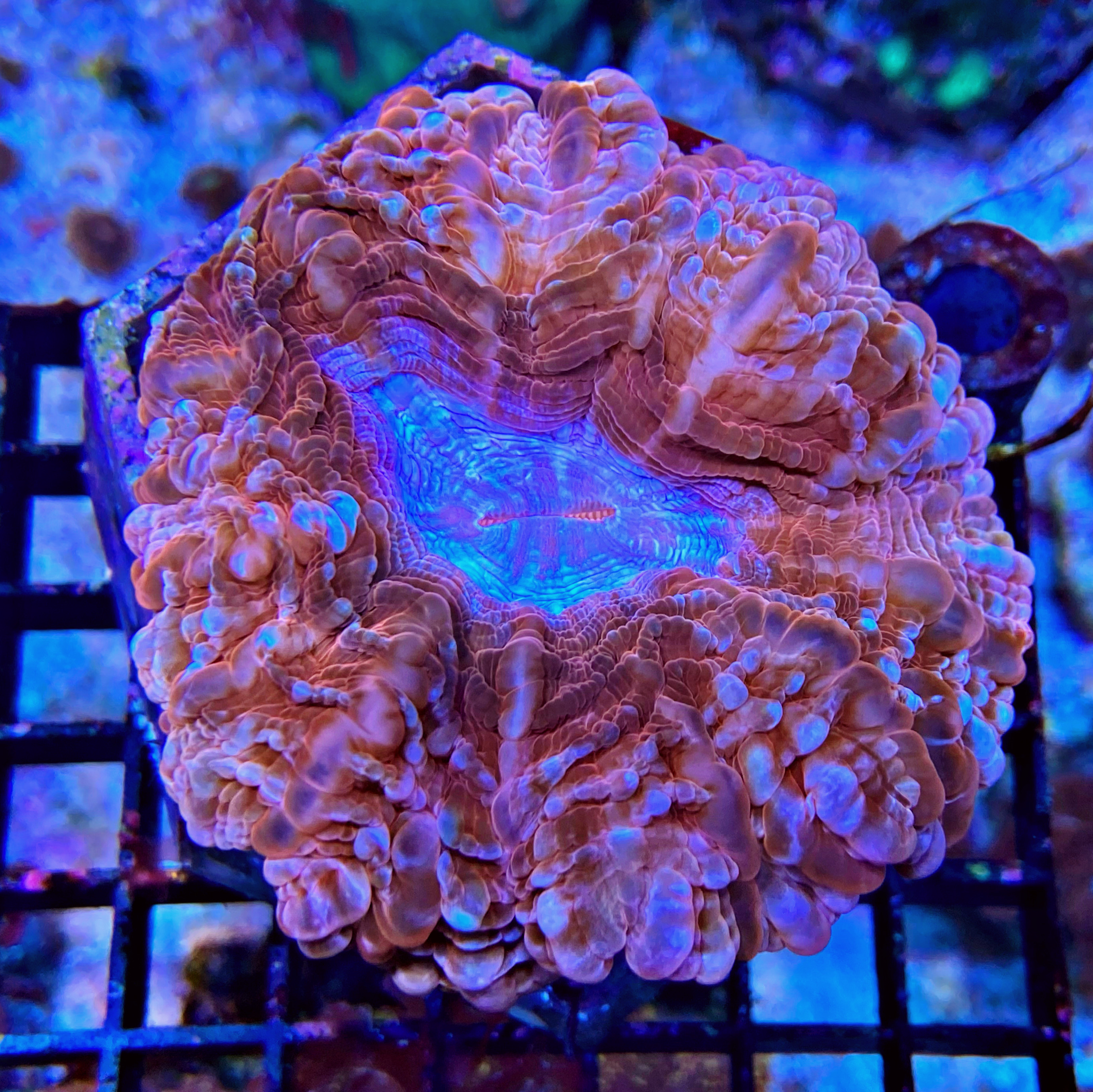  Cynarina lacrymalis -Tränenkoralle - Ultra red WYSIWYG 136 