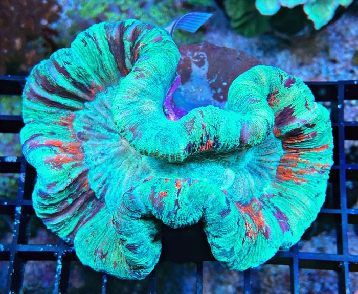 Trachyphyllia geoffroyi - Wulstkoralle  - Ultra Multi Color WYSIWYG 127 Trachyphyllia geoffroyi - Wulstkoralle  - Ultra Multi Color WYSIWYG 127