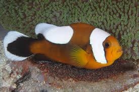 Amphiprion polymnus - Sattelfleck- Anemonenfisch