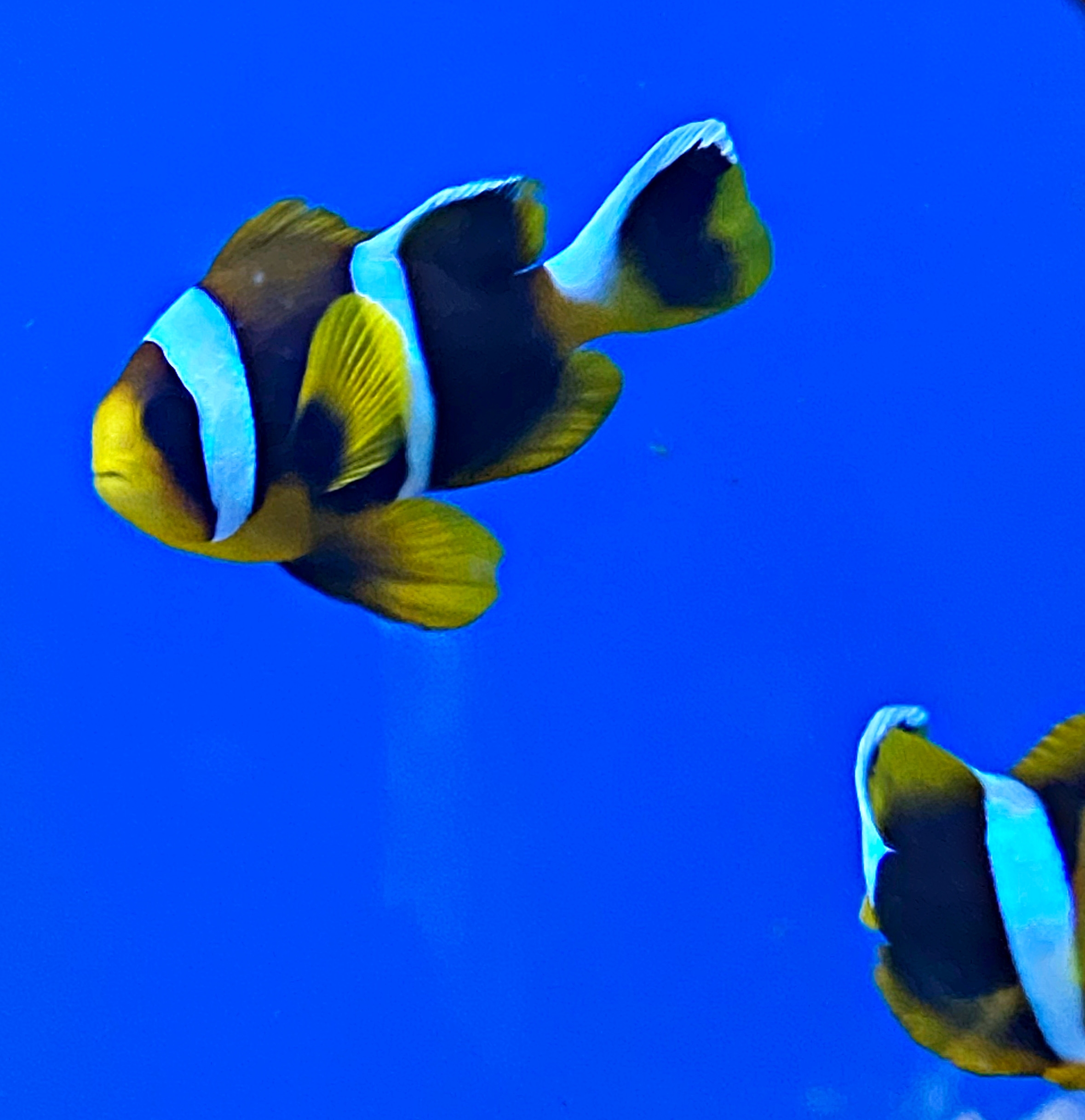 Amphiprion chrysogaster - Mauritius-Anemonenfisch