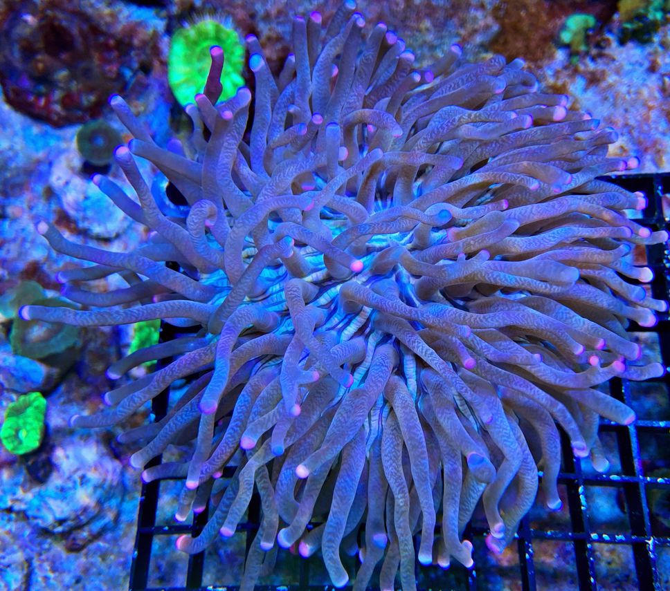 Heliofungia actiniformis - Anemonen Pilzkoralle - purple tip 