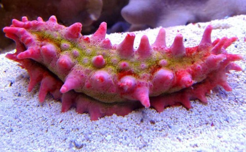 Colochirus crassus Kleine Warzen-Seewalze