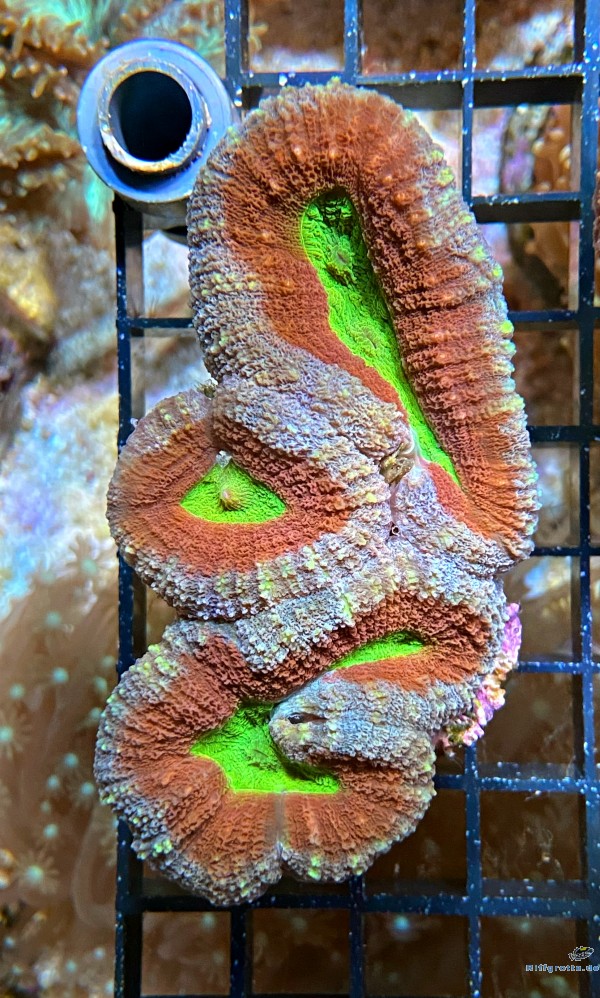 Lobophyllia hemprichii Doldenkoralle