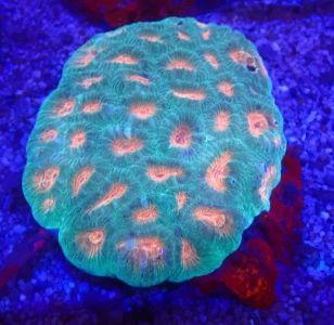 Montastrea sp. Hirnkoralle  Star orange eye- WYSIWYG 210